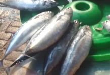 Harga Ikan di Pasar Langgur Tetap Normal, Pedagang Panen di Musim Bulan Terang