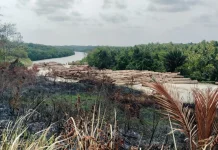 Cabut Izin PT.KJB, Solusi Jaga Hutan Tanimbar dari Degradasi Total