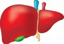 Hal - Hal Fakta Tentang Penyakit Liver