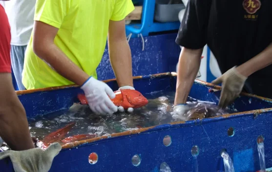 CV Yong Fisheries Ekspor Kerapu Tual ke Hong Kong