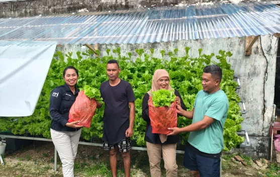 Selada, Jadi Sayur Incaran di Kepulauan Kei saat Ini