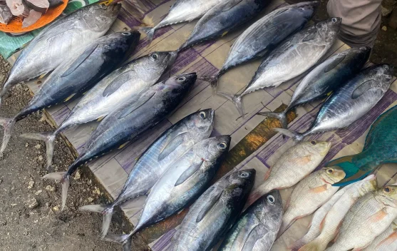 Serupa tapi Tak Sama, Ini Ciri Khas Tuna, Cakalang, dan Tongkol