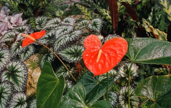 Tak Sekadar Indah, Ini 3 Fakta Menarik Tentang Bunga Anthurium