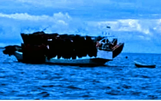 Ekploitasi Telur Ikan di Tanimbar Sarat Kepentingan