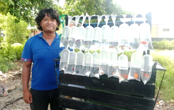 Manfaatnya Memelihara Ikan Hias Bagi Anda