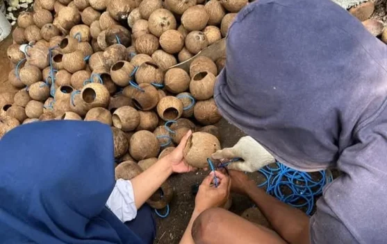 Kreativitas Warga, Batok Kelapa Diubah Menjadi Pelampung Budidaya Rumput Laut