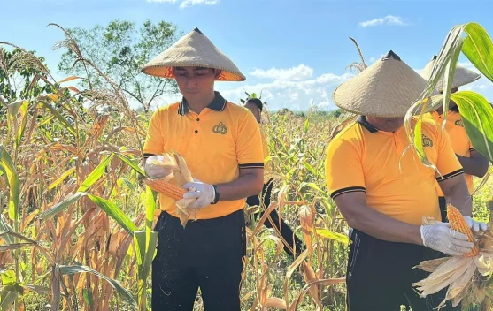 Mendukung Program Ketahanan Pangan, Polres Tual Laksanakan Panen Raya Jagung