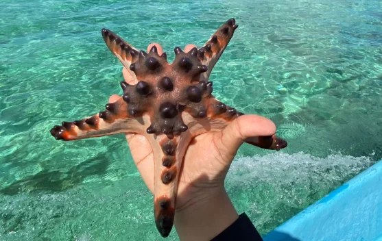 Penjaga Setia Dasar Laut: Menilik Peran Vital Bintang Laut