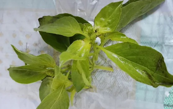 Manfaat Kemangi, Si Kecil yang Bikin Makanan Makin Nikmat dan Tubuh Makin Terjaga