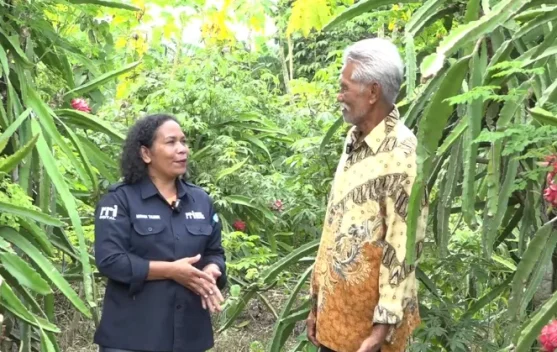 Peluang Manis Budidaya Buah Naga di Maluku Tenggara