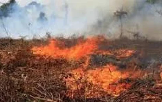 Bercocok tanam Tidak Harus Bakar Lahan