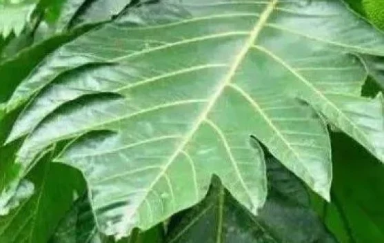 Manfaat Daun Sukun untuk Kesehatan