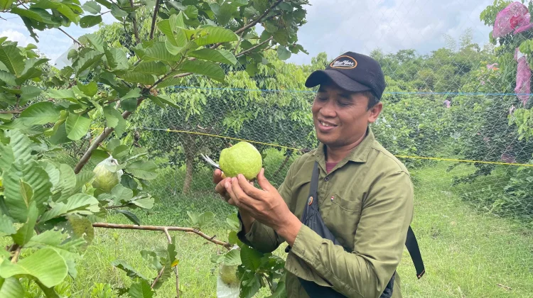 Pohon Jambu Kristal Merah Bojonegoro Tarik Minat Pengunjung