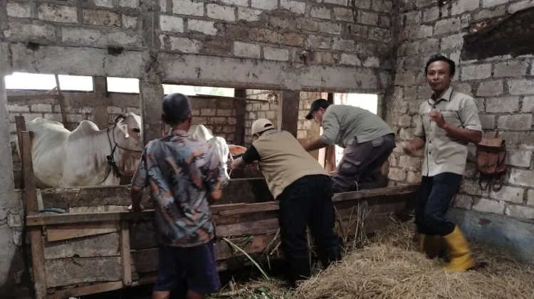 Pemkab Tuban Perkuat Pengawasan dan Edukasi Cegah Penularan PMK