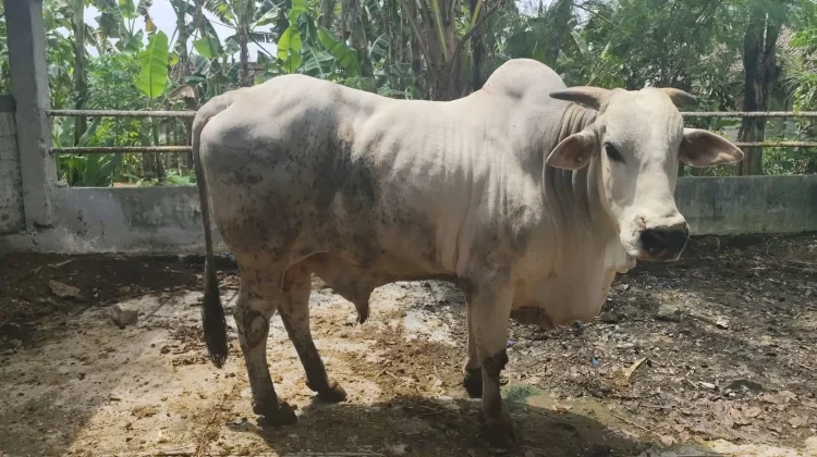 Bojonegoro Menjadi Sentra Penghasil Bibit Sapi Penaranakan Engole Terbaik