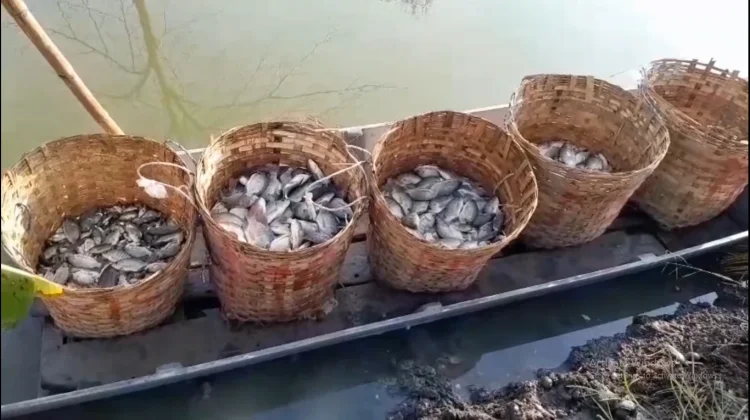 Akibat Banjir, Petani Tambak Lamongan Alami Gagal Panen
