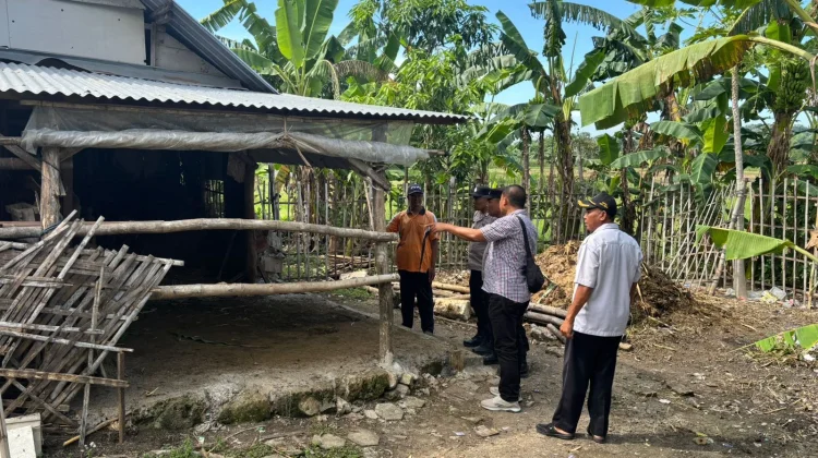 Enam Ekor Sapi di Tuban Dicuri dalam Semalam