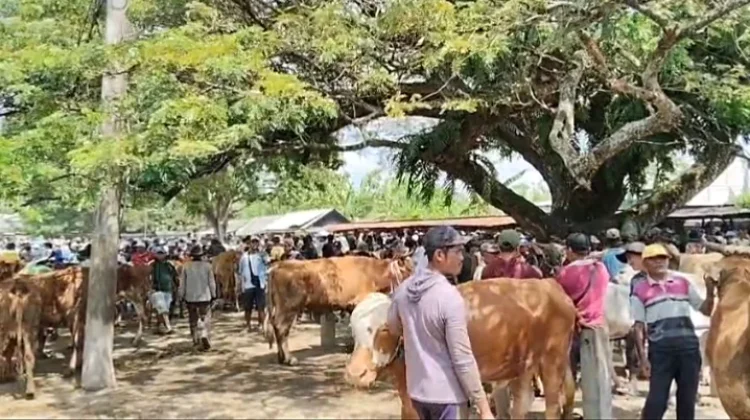 Menjelang Iduladha, Harga Sapi di Pasar Kerek Tuban Naik hingga Rp1,5 Juta