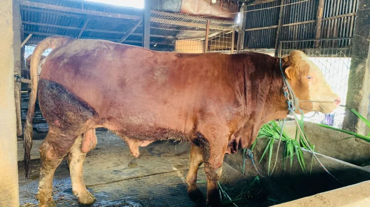 Presiden Prabowo Beli Sapi Jumbo Asal Lamongan Seberat 1,2 Ton