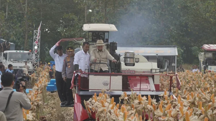 Dukung Ketahanan Pangan, Presiden Prabowo Panen Raya di Tuban