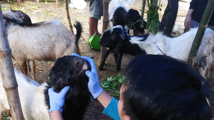 Bursa Kurban Lamongan Dibuka, Peternak Dipermudah lewat Aplikasi Si Sapi