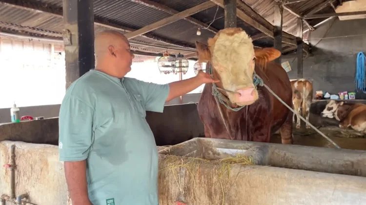 Suwignyo Peternak Sapi Jumbo Lamongan Bangga Presiden Beli Kurban Darinya