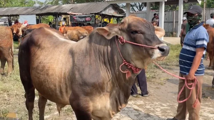Harga Sapi Kurban Naik, Pasar Hewan Tikung Lamongan Dipadati Pembeli