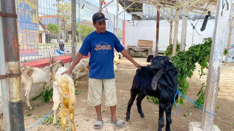 Menjelang Iduladha, Penjual Kambing di Tuban Laris