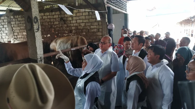 Khofifah Pastikan Hewan Kurban Jatim Aman dan Cukup