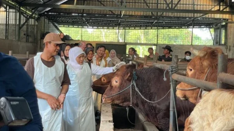 Menjelang Iduladha, Pasokan Hewan Ternak di Jatim Mencukupi