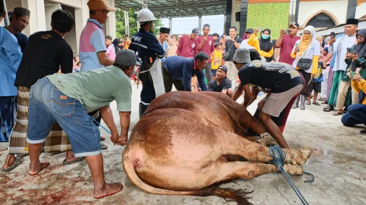 Penyembelihan Sapi 1.1 Ton Bantuan Presiden Jadi Tontonan Warga Mantup, Lamongan