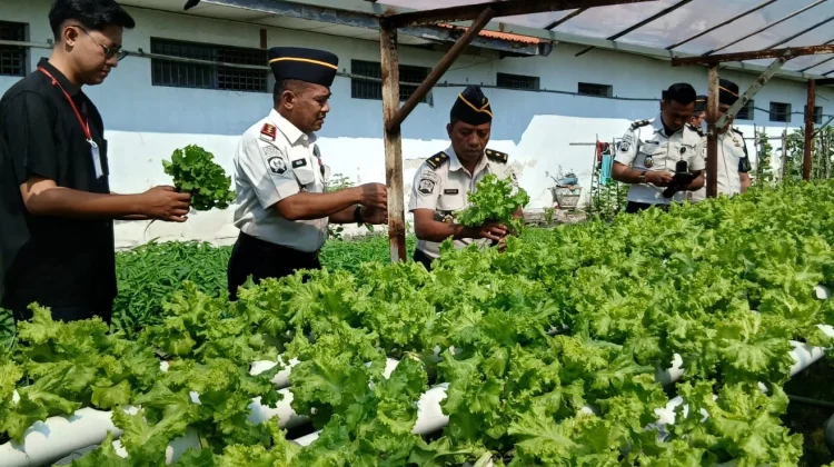 Dukung MBG, Lapas Kelas IIB Lamongan Pasok Selada untuk Mitra SPPG