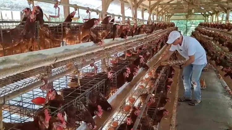 Harga Telur Anjlok, Peternak Ayam Petelur Lamongan Merugi