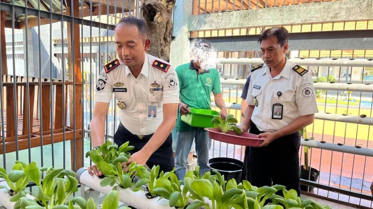 Dukung Ketahanan Pangan, Lapas Tuban Panen Pakcoy Hidroponik Hasil Budidaya WBP