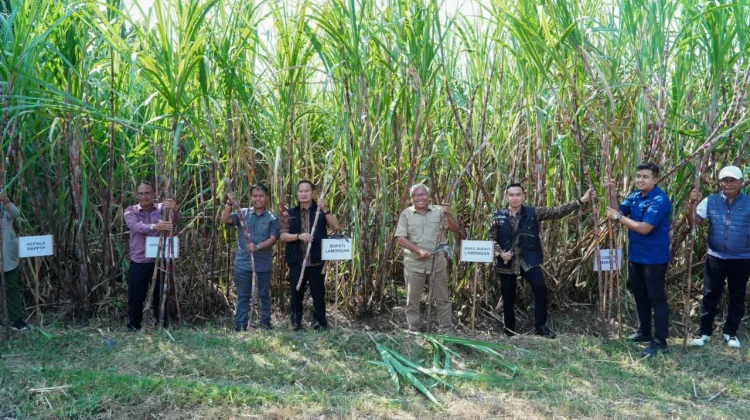 Lamongan Dorong Swasembada Gula lewat Bongkar Ratoon Tebu