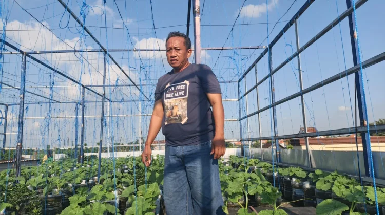 Kreatif, Warga Lamongan Sulap Atap Rumah Jadi Kebun Melon