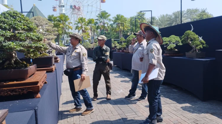 Kontes Bonsai Nasional Lamongan Hadirkan Koleksi Tua Bernilai Miliaran Rupiah