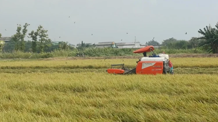 Harga Gabah di Lamongan Tembus Rp8.400 per Kilogram, Petani Bersuka Cita