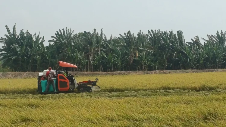 Harga Gabah Lamongan Mantap, Bupati Ingatkan Jaga Cadangan Pangan
