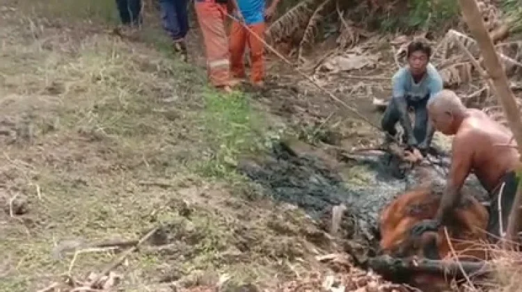 Damkar Lamongan Evakuasi Sapi Terjebak Lumpur Empang