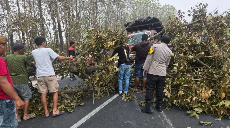 Pohon Tumbang Ganggu Jalan di Mantup, Polisi dan Warga Bergerak Cepat