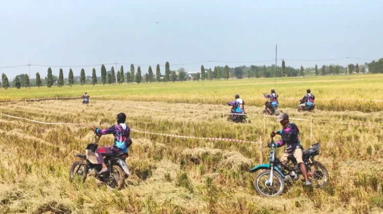 Sawah Jadi Sirkuit, Balap Ojek Gabah Semarakkan Panen Raya di Lamongan
