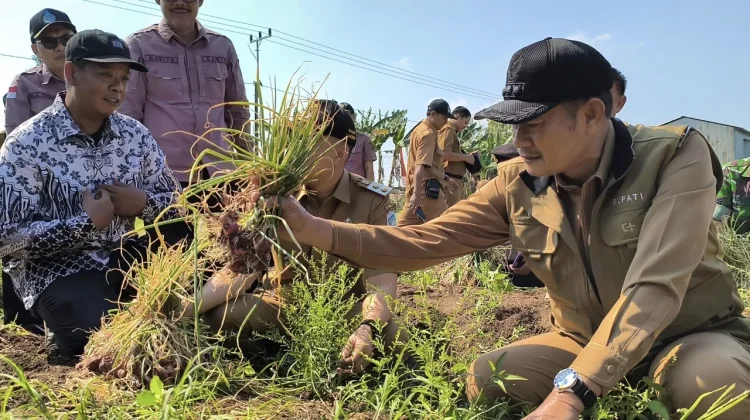Panen Raya Padi-Bawang Melimpah, Petani Lamongan Sumringah