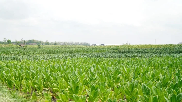 Harga Tembakau Lamongan Tembus Rp52 Ribu per Kilogram