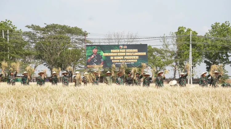 Kodim 0812 Lamongan Panen Padi PMJ 02, Dorong Ketahanan Pangan