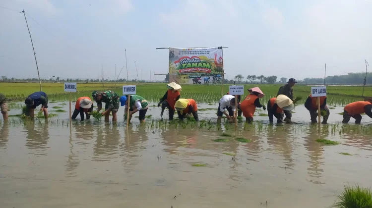 TNI dan Petani Lamongan Perkuat Ketahanan Pangan lewat Gerakan Tanam