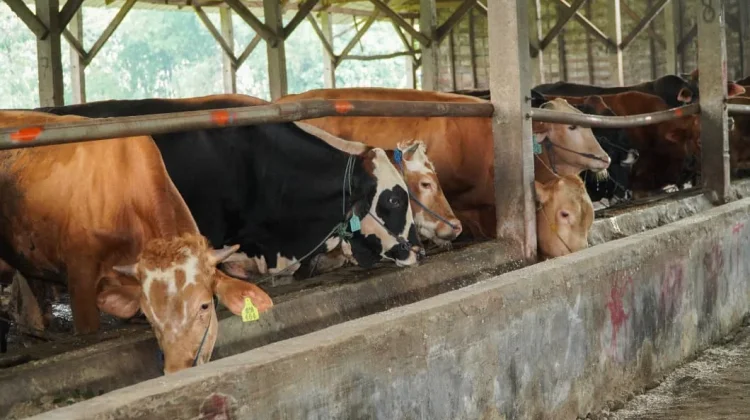 Dua Tahun Asta Cita, Lamongan Mantapkan Populasi Ternak Perkuat Lumbung Protein