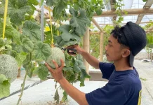Budidaya Melon di Bojonegoro Suguhkan Panen Berkualitas Tinggi