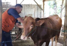 Cegah PMK, Pemkab Tuban Gencarkan Vaksinasi Hewan Ternak