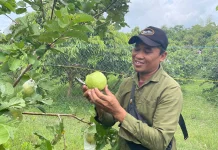 Pohon Jambu Kristal Merah Bojonegoro Tarik Minat Pengunjung
